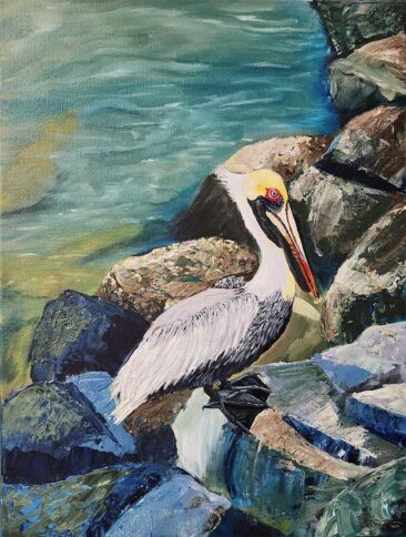 majestic pelican perched on rugged coastal rocks